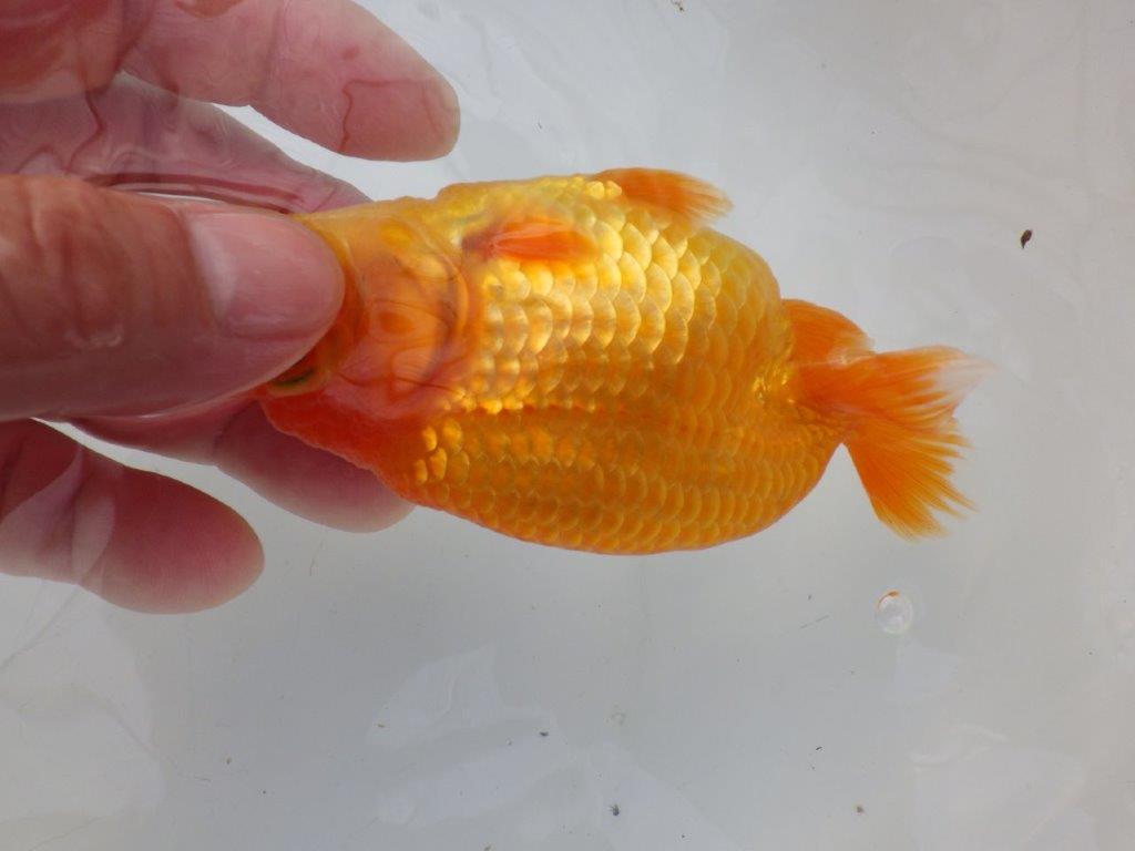 【全国大会東大関獲得ブリーダー様の系統魚 】幅があり上からのご鑑賞がお勧め当歳らんちゅう約11,5㎝オス?