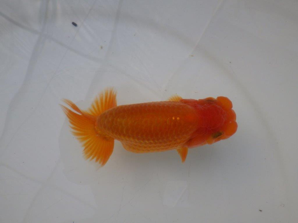 【全国大会東大関獲得ブリーダー様の系統魚 】幅があり上からのご鑑賞がお勧め当歳らんちゅう約11,5㎝オス?