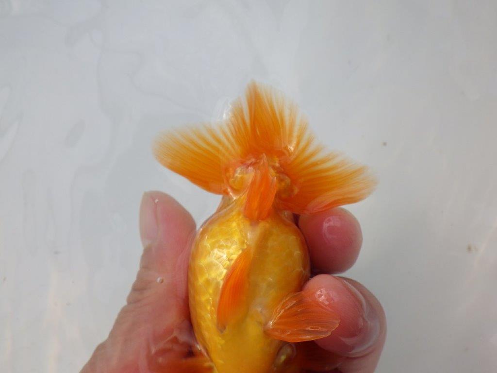 【全国大会東大関獲得ブリーダー 様の系統魚】背のラインが美しい当歳らんちゅう約10㎝オス?