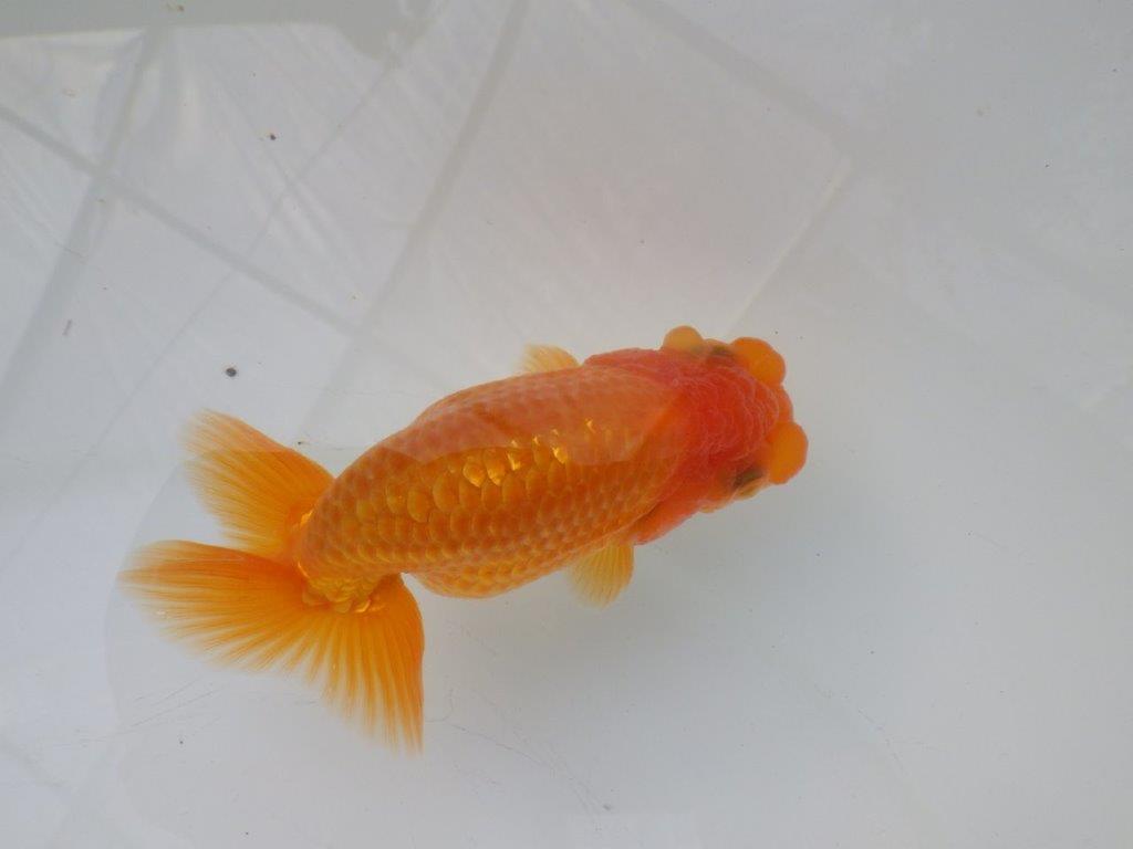 【全国大会東大関獲得ブリーダー 様の系統魚】背のラインが美しい当歳らんちゅう約10㎝オス?