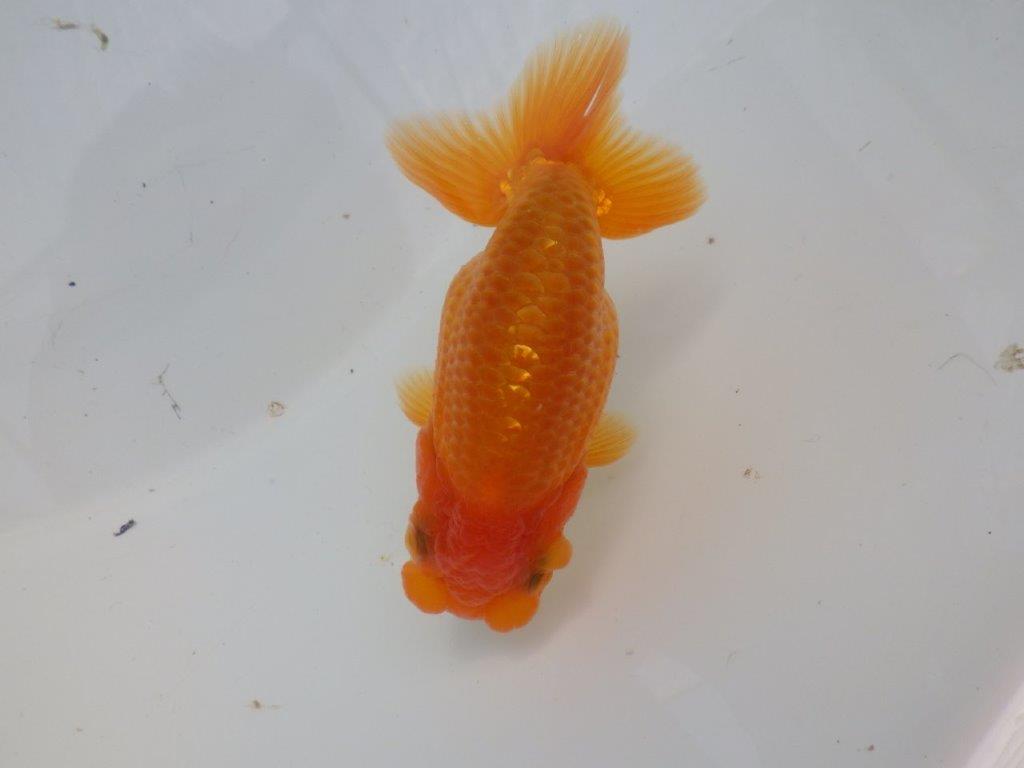 【全国大会東大関獲得ブリーダー 様の系統魚】背のラインが美しい当歳らんちゅう約10㎝オス?