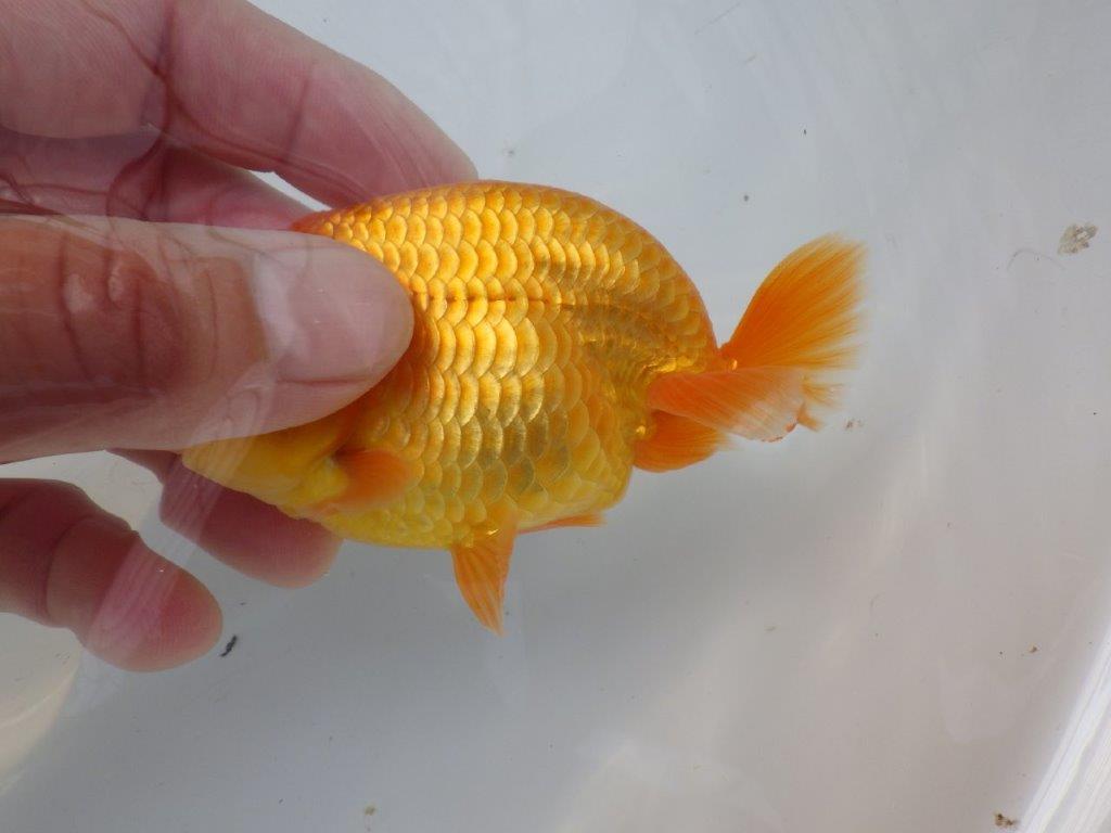 【全国大会東大関獲得ブリーダー 様の系統魚】背のラインが美しい当歳らんちゅう約10㎝オス?
