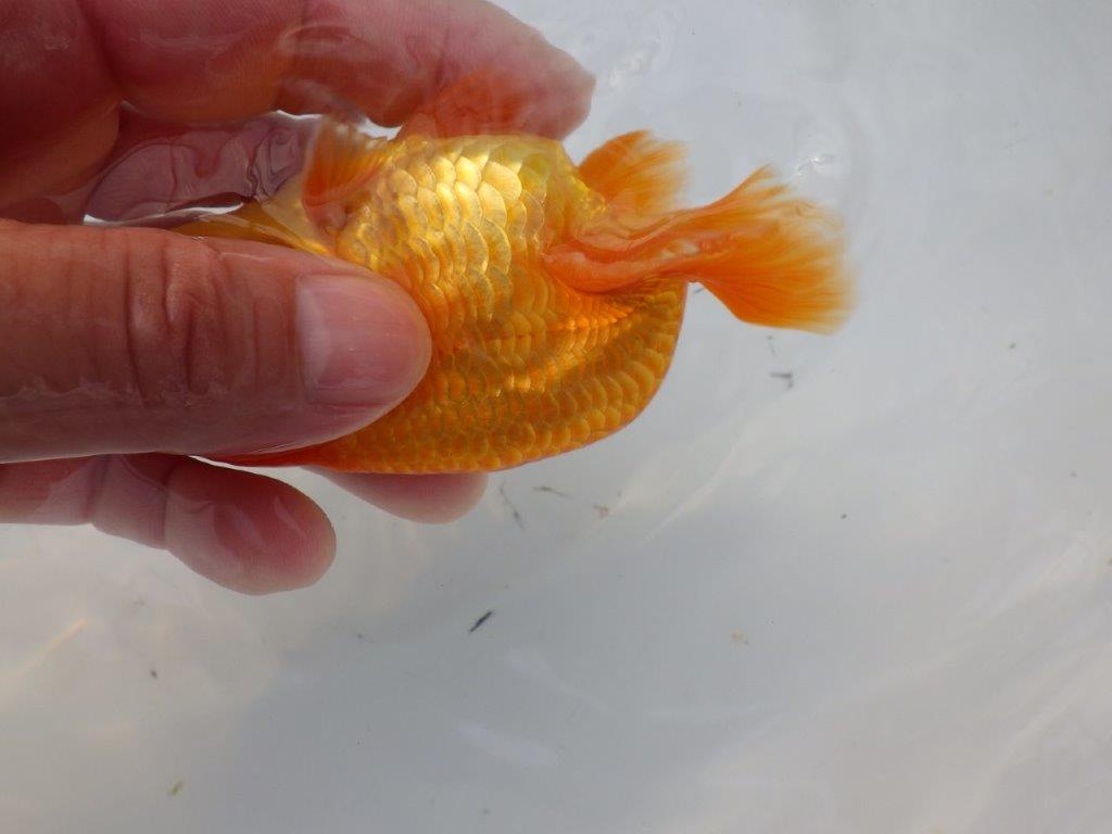 【全国大会東大関獲得ブリーダー 様の系統魚】背のラインが美しい当歳らんちゅう約10㎝オス?