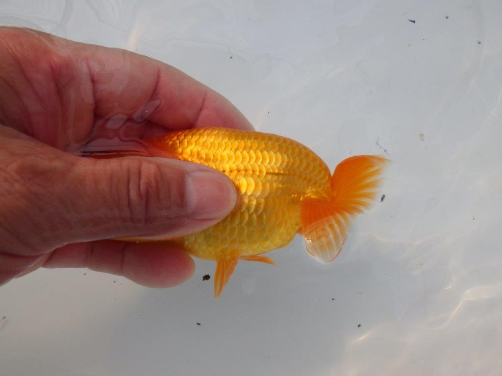 【全国大会東大関獲得ブリーダー様の系統魚 】幅があり種にもお勧め当歳らんちゅう約10,5㎝オス?