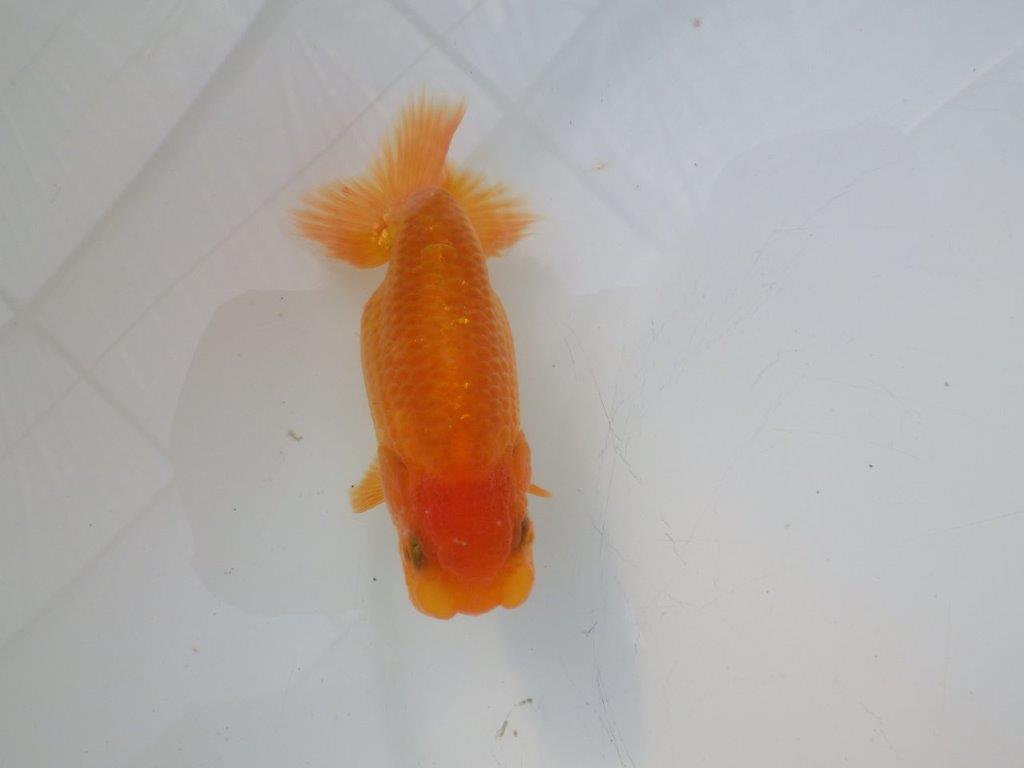 【全国大会東大関獲得ブリーダー様の系統魚 】上見がお勧め当歳らんちゅう約10,5㎝メス？