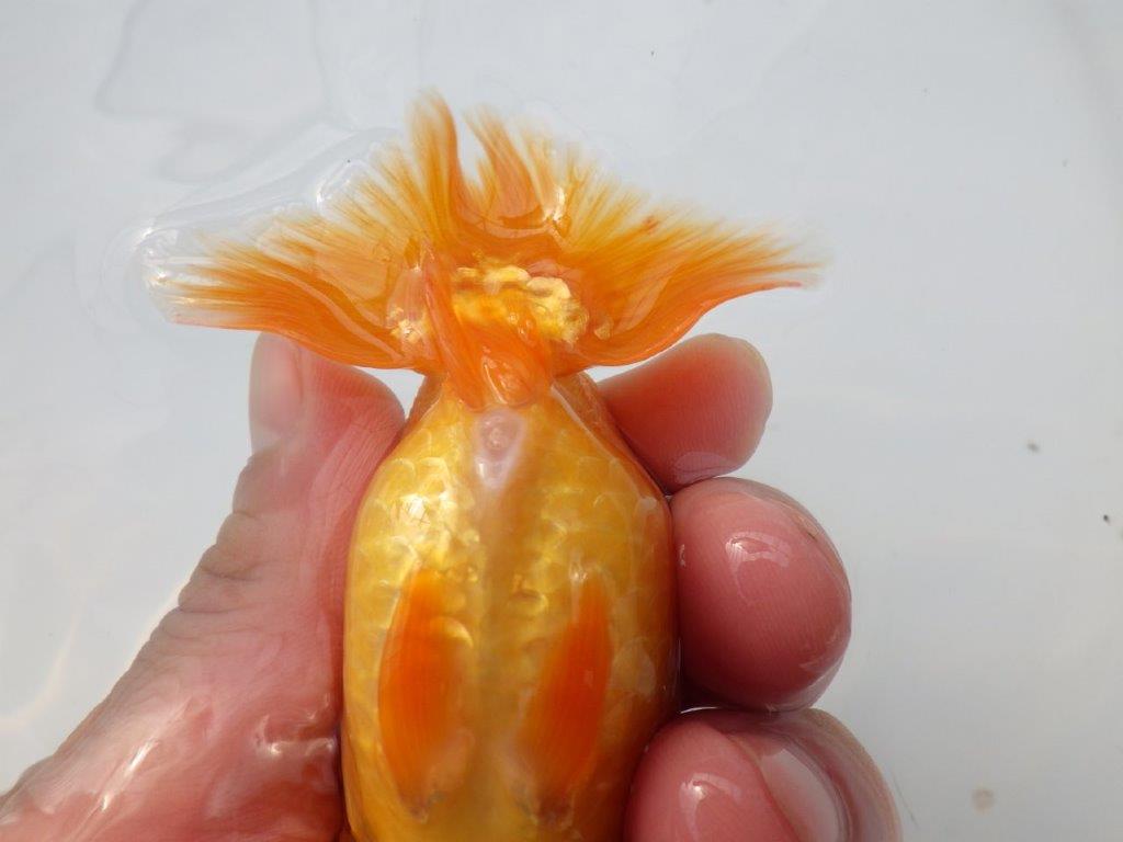 【全国大会東大関獲得ブリーダー様の系統魚 】上見がお勧め当歳らんちゅう約10,5㎝メス？