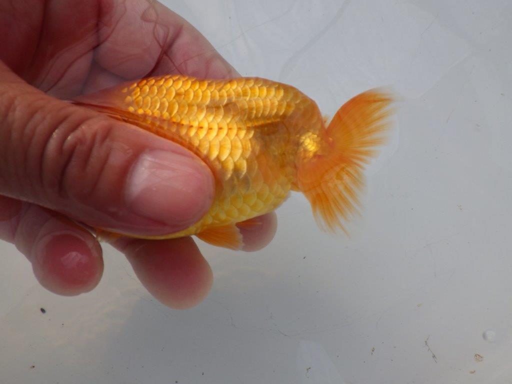 【全国大会東大関獲得ブリーダー様の系統魚 】上見がお勧め当歳らんちゅう約10,5㎝メス？