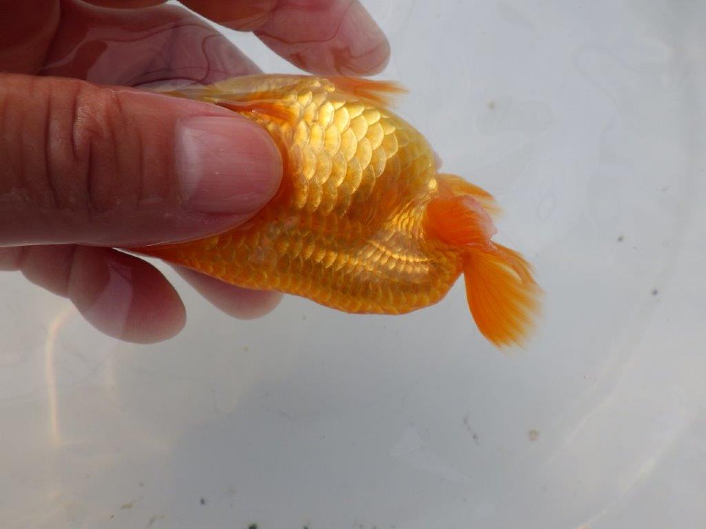 【全国大会東大関獲得ブリーダー様の系統魚 】上見がお勧め当歳らんちゅう約10,5㎝メス？