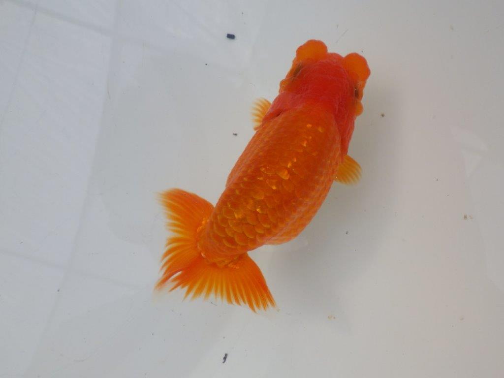 【全国大会東大関獲得ブリーダー様の系統魚 】雰囲気の良い当歳らんちゅう約12㎝メス?