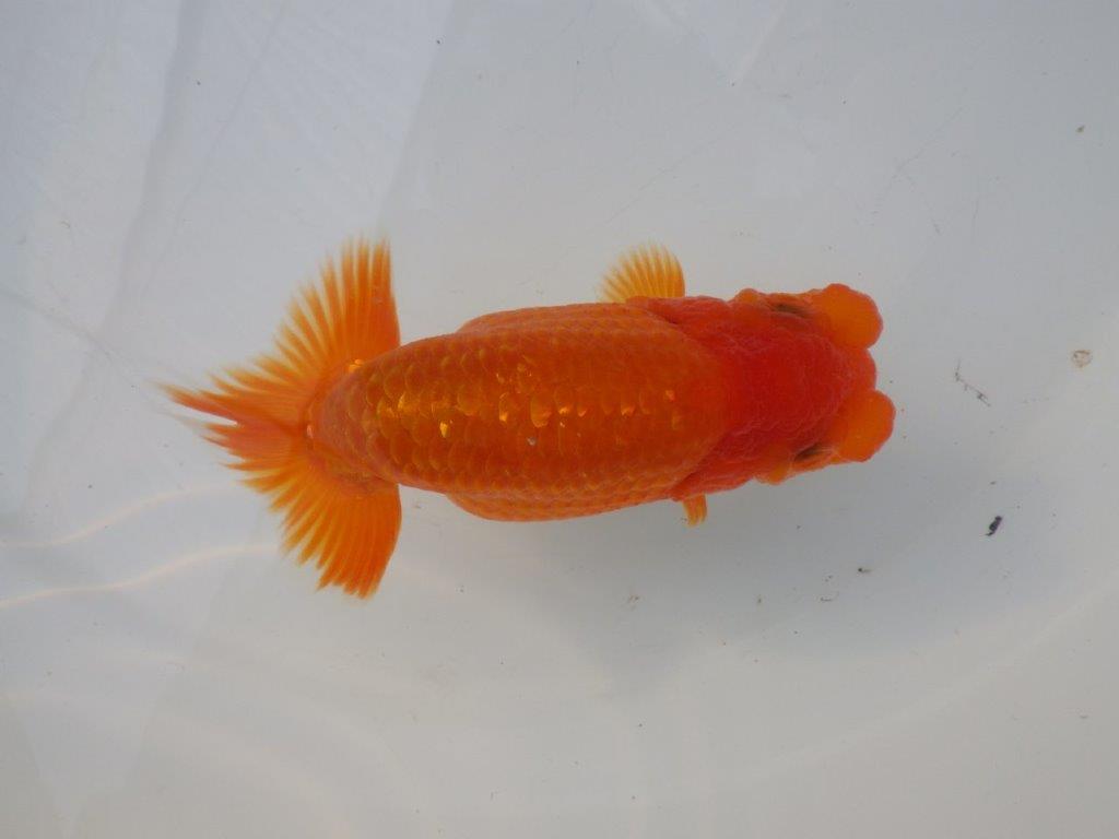【全国大会東大関獲得ブリーダー様の系統魚 】雰囲気の良い当歳らんちゅう約12㎝メス?