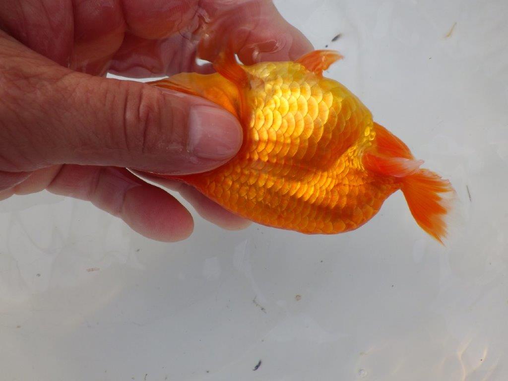 【全国大会東大関獲得ブリーダー様の系統魚 】雰囲気の良い当歳らんちゅう約12㎝メス?