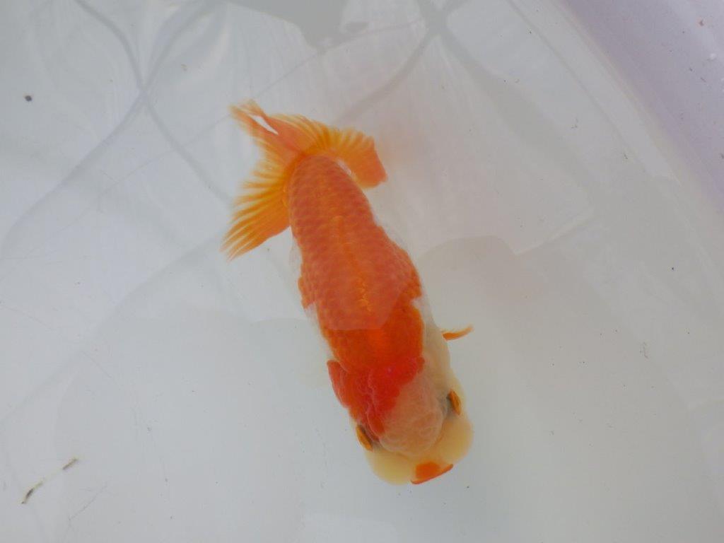 【全国大会東大関獲得ブリーダー様の系統魚 】可愛い当歳らんちゅう約10,5㎝メス?