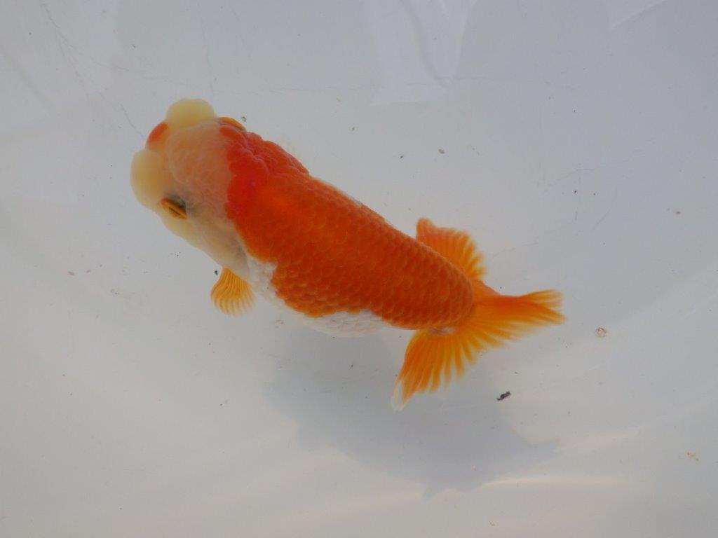 【全国大会東大関獲得ブリーダー様の系統魚 】可愛い当歳らんちゅう約10,5㎝メス?
