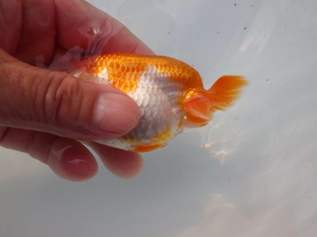 【全国大会東大関獲得ブリーダー様の系統魚 】可愛い当歳らんちゅう約10,5㎝メス?