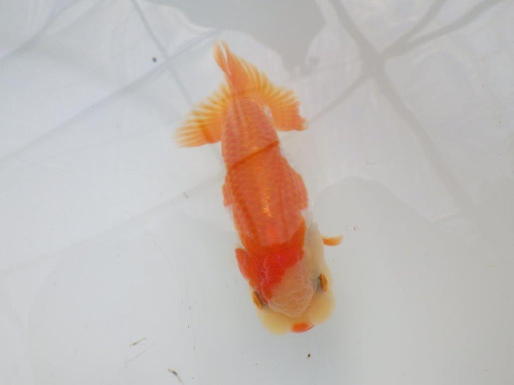 【全国大会東大関獲得ブリーダー様の系統魚 】可愛い当歳らんちゅう約10,5㎝メス?