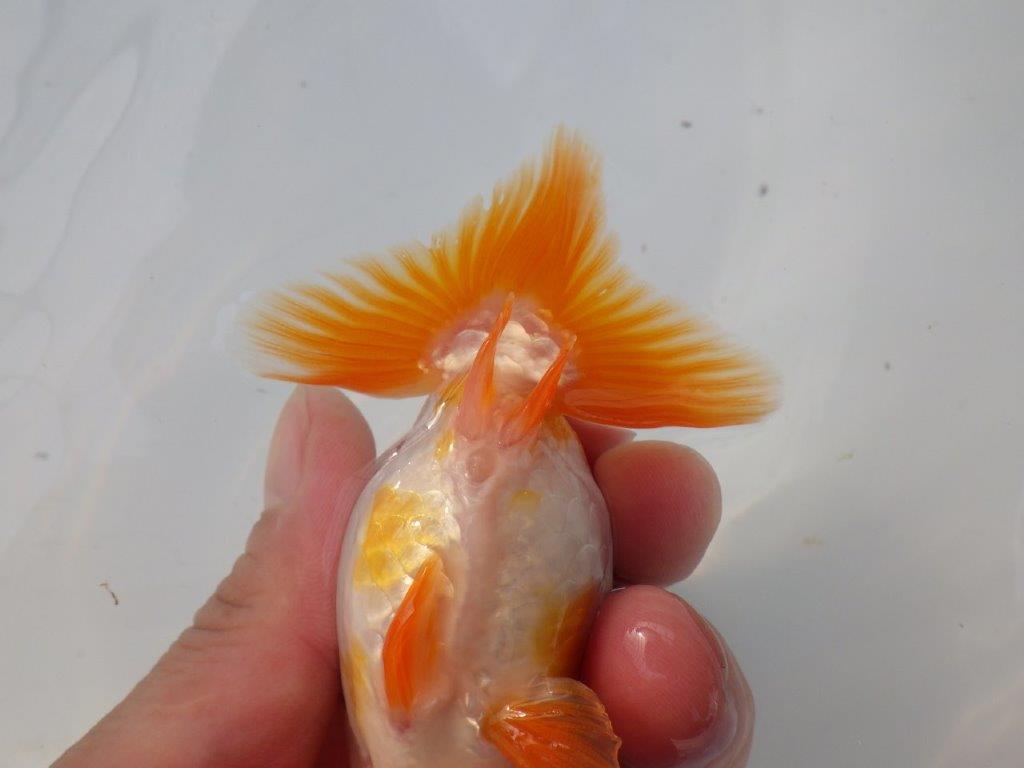 【全国大会東大関獲得ブリーダー様の系統魚 】可愛い当歳らんちゅう約10,5㎝メス?