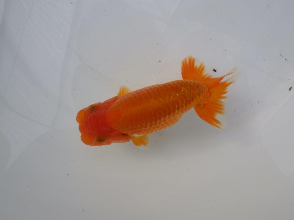 【全国大会東大関獲得ブリーダー 様の系統魚】大きめサイズの当歳らんちゅう約13㎝メス?