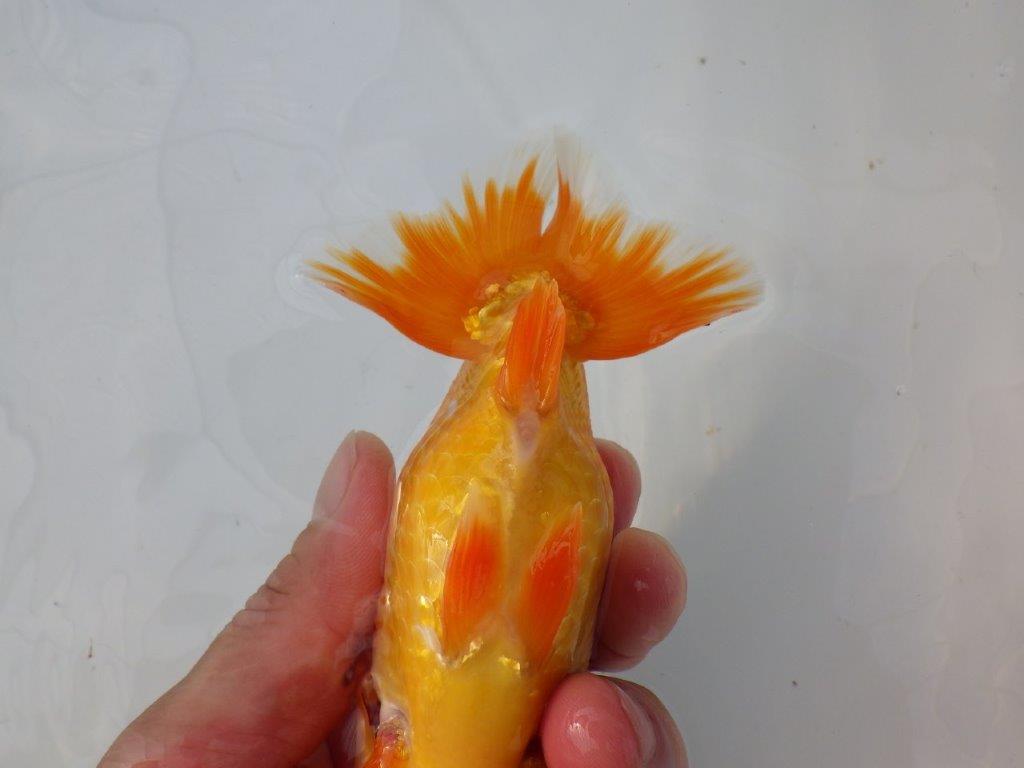【全国大会東大関獲得ブリーダー 様の系統魚】大きめサイズの当歳らんちゅう約13㎝メス?