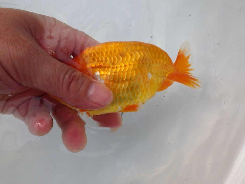【全国大会東大関獲得ブリーダー 様の系統魚】大きめサイズの当歳らんちゅう約13㎝メス?