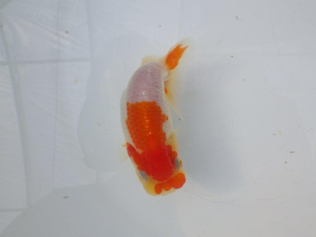 【全国大会東大関獲得ブリーダー様の系統魚 】ご鑑賞お勧め当歳らんちゅう約12㎝オス?