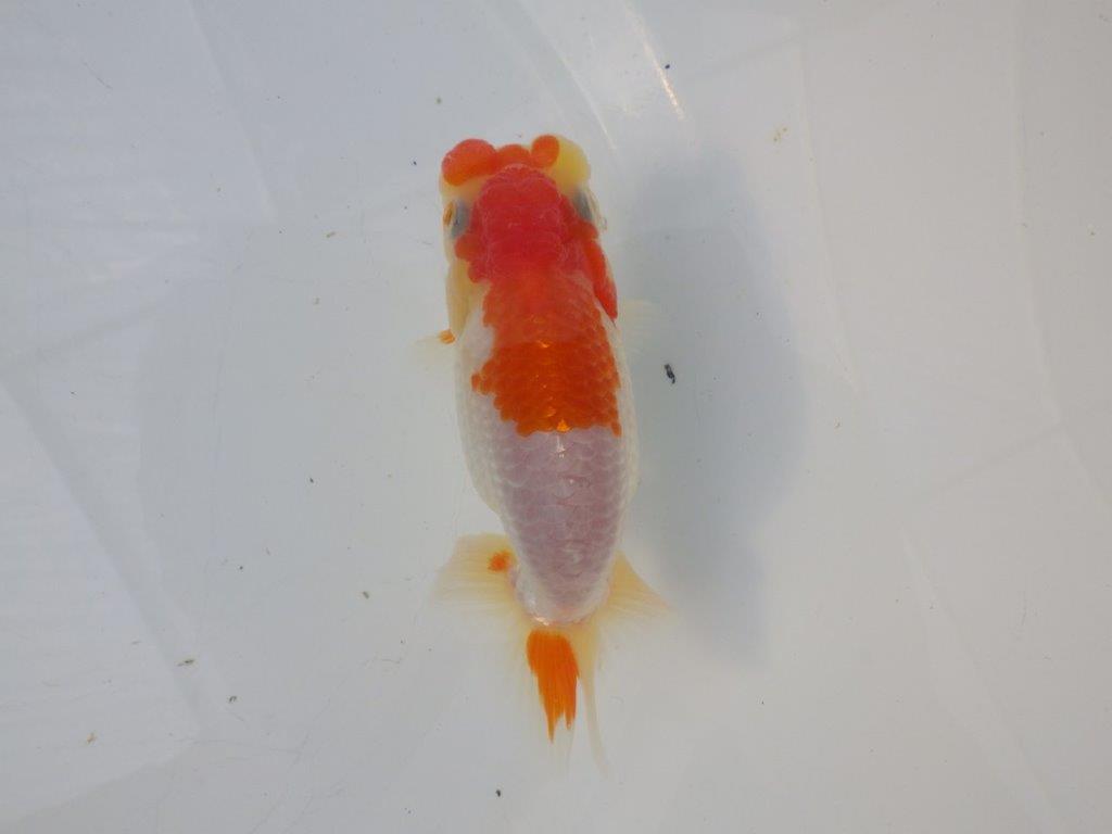 【全国大会東大関獲得ブリーダー様の系統魚 】ご鑑賞お勧め当歳らんちゅう約12㎝オス?