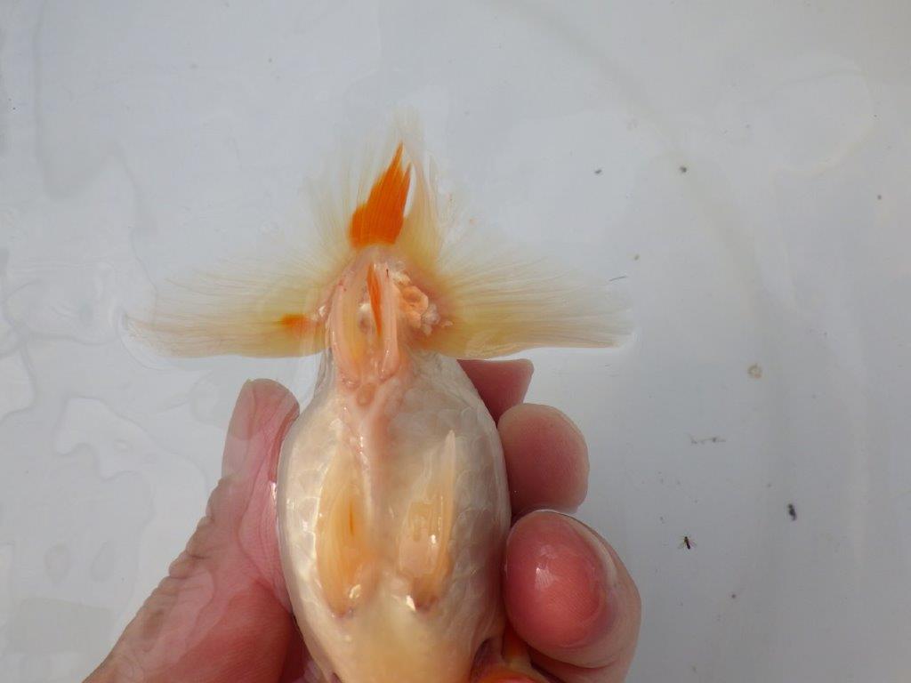 【全国大会東大関獲得ブリーダー様の系統魚 】ご鑑賞お勧め当歳らんちゅう約12㎝オス?