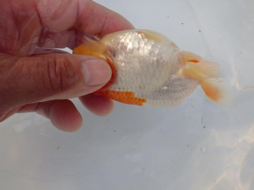 【全国大会東大関獲得ブリーダー様の系統魚 】ご鑑賞お勧め当歳らんちゅう約12㎝オス?