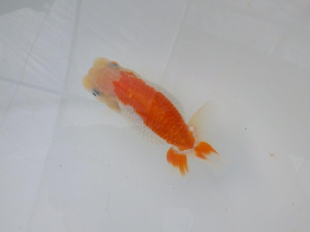 【全国大会東大関獲得ブリーダー様の系統魚 】飼い込みお勧め!当歳らんちゅう約11㎝メス?