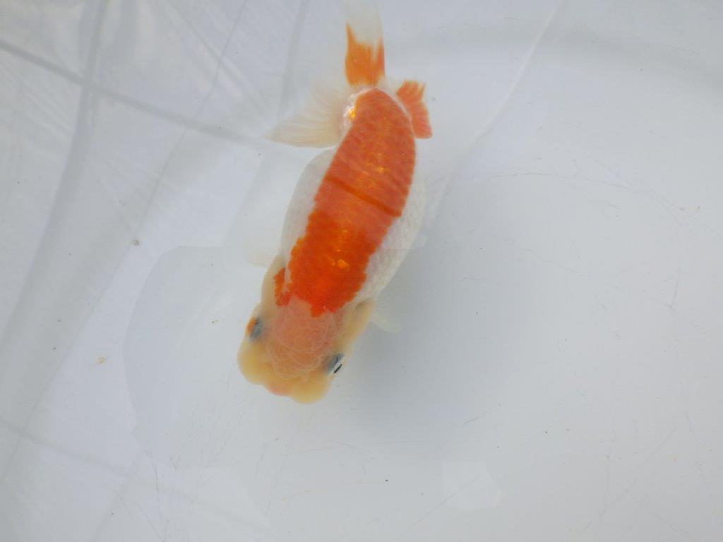 【全国大会東大関獲得ブリーダー様の系統魚 】飼い込みお勧め!当歳らんちゅう約11㎝メス?