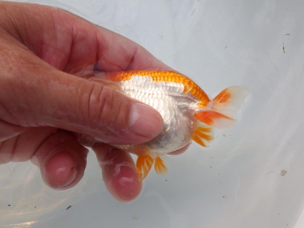 【全国大会東大関獲得ブリーダー様の系統魚 】飼い込みお勧め!当歳らんちゅう約11㎝メス?