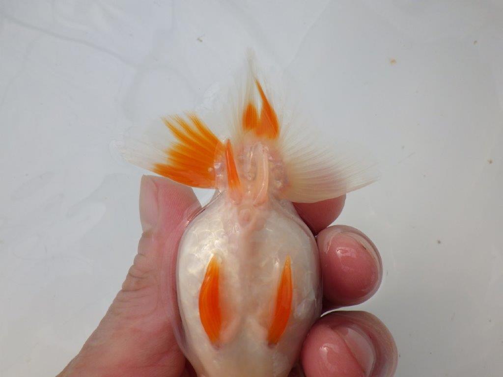 【全国大会東大関獲得ブリーダー様の系統魚 】飼い込みお勧め!当歳らんちゅう約11㎝メス?