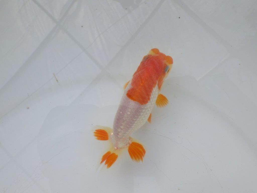 【全国大会東大関獲得ブリーダー様の系統魚 】理想に近い配色!当歳らんちゅう約11㎝オス?