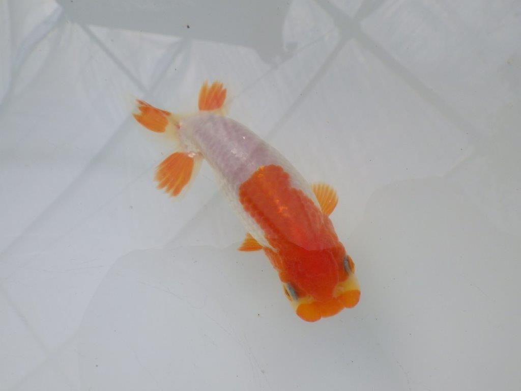 【全国大会東大関獲得ブリーダー様の系統魚 】理想に近い配色!当歳らんちゅう約11㎝オス?