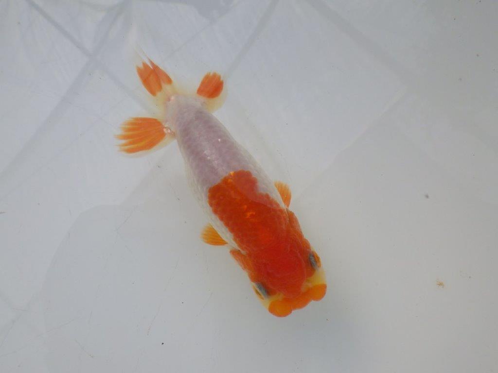 【全国大会東大関獲得ブリーダー様の系統魚 】理想に近い配色!当歳らんちゅう約11㎝オス?