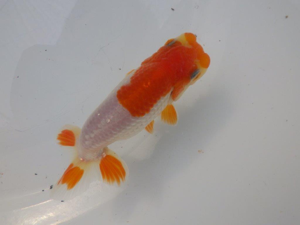 【全国大会東大関獲得ブリーダー様の系統魚 】理想に近い配色!当歳らんちゅう約11㎝オス?