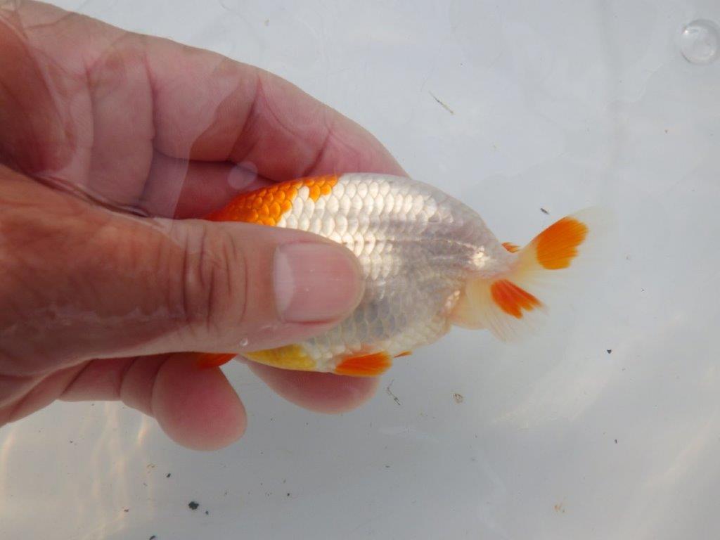 【全国大会東大関獲得ブリーダー様の系統魚 】理想に近い配色!当歳らんちゅう約11㎝オス?