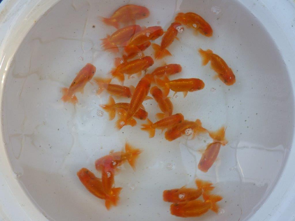 【愛知 実力派　当歳らんちゅう 】飼い込みお勧めらんちゅう　約8~10cm  ２尾セット