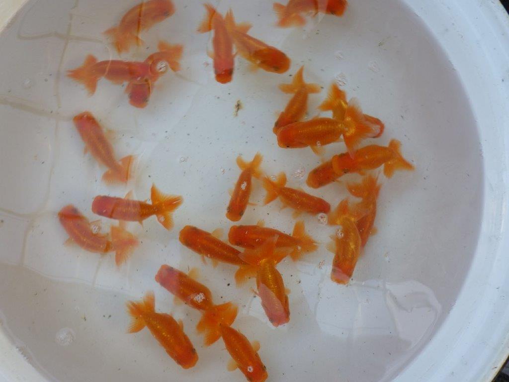 【愛知 実力派　当歳らんちゅう 】飼い込みお勧めらんちゅう　約8~10cm  ２尾セット