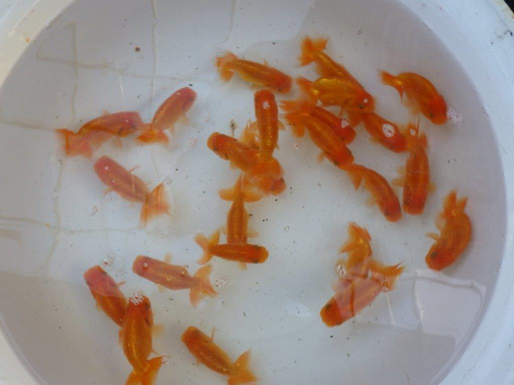 【愛知 実力派　当歳らんちゅう 】飼い込みお勧めらんちゅう　約8~10cm  ２尾セット