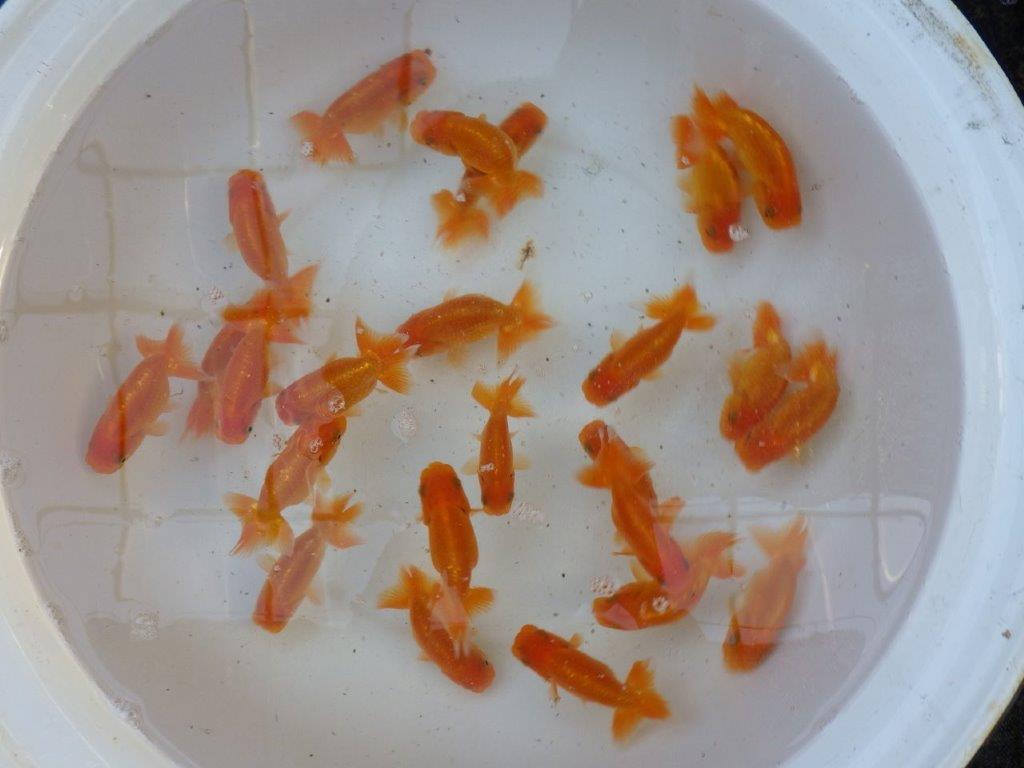 【愛知 実力派　当歳らんちゅう 】飼い込みお勧めらんちゅう　約8~10cm  ２尾セット