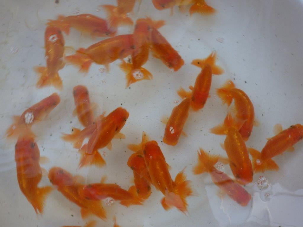 【愛知 実力派　当歳らんちゅう 】飼い込みお勧めらんちゅう　約8~10cm  ２尾セット