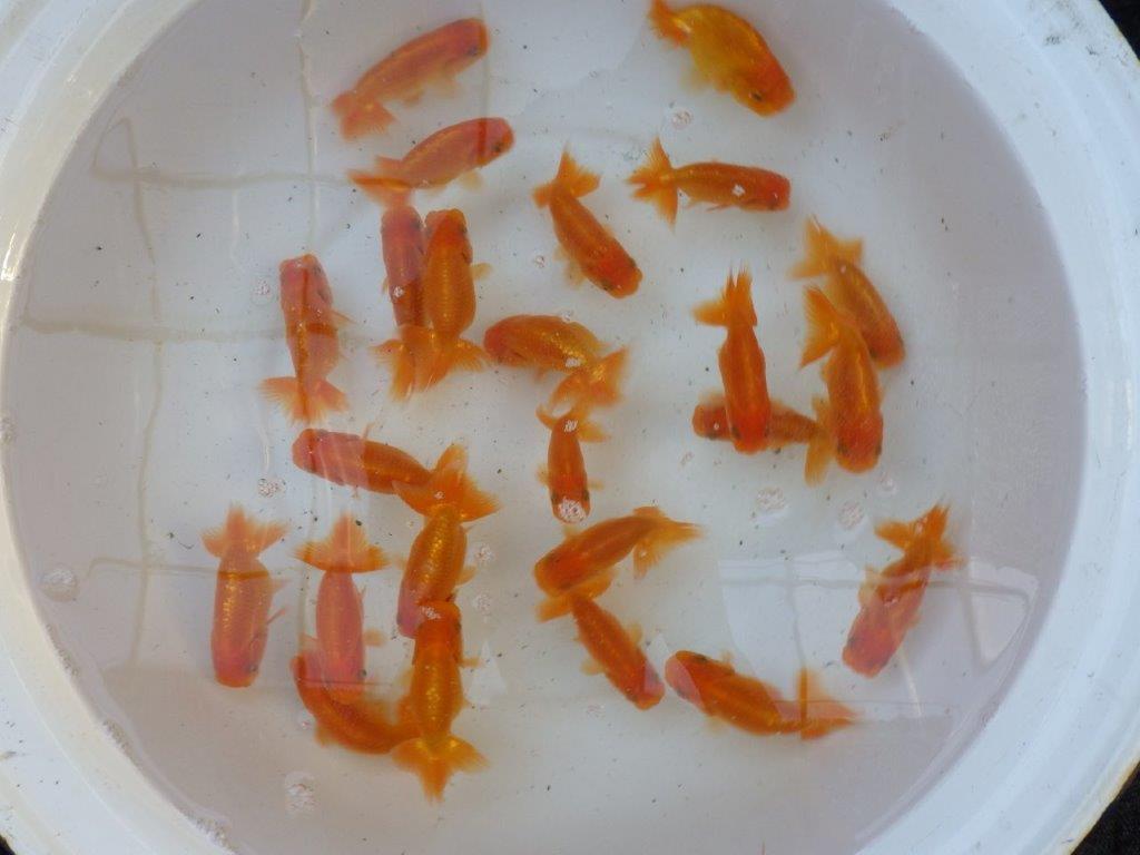 【愛知 実力派　当歳らんちゅう 】飼い込みお勧めらんちゅう　約8~10cm  ２尾セット
