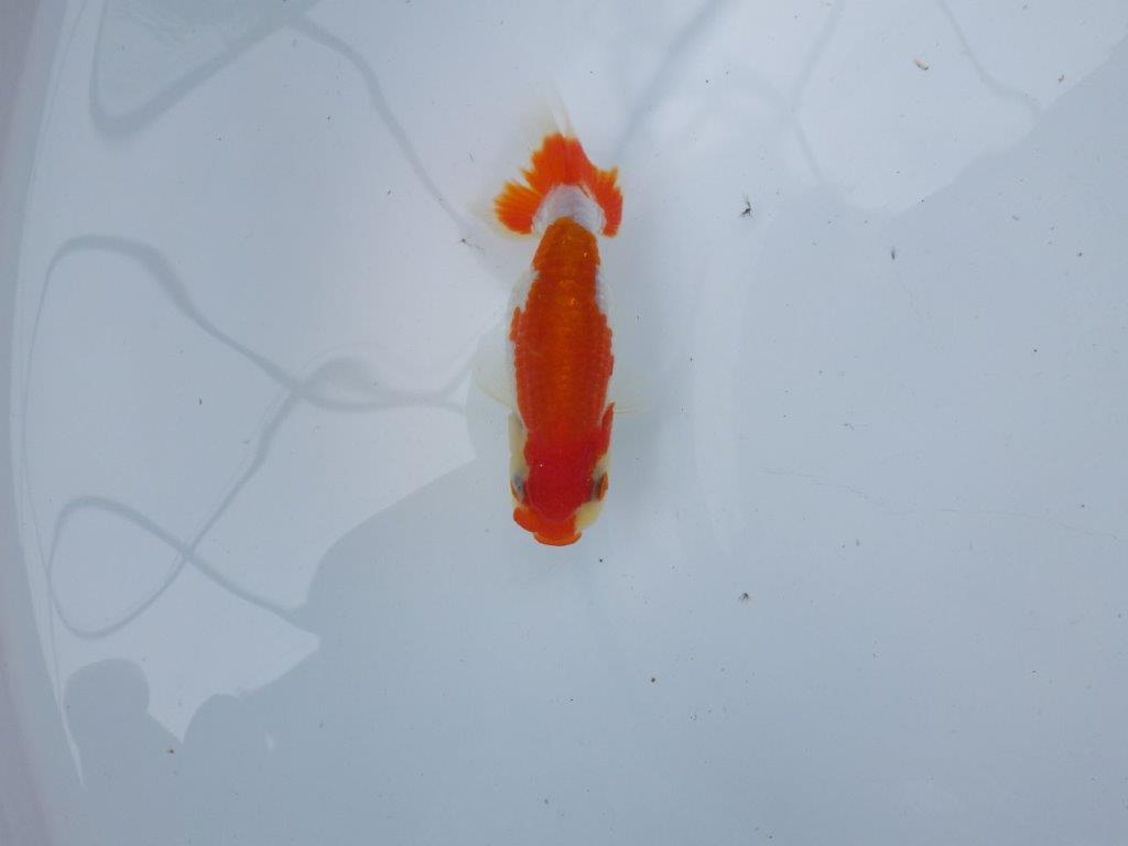 【管理魚大放出！！　当歳らんちゅう 】色艶が良く綺麗な更紗らんちゅう　約10,5cm  オス？