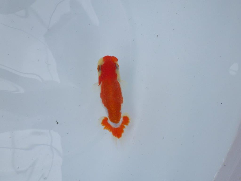 【管理魚大放出！！　当歳らんちゅう 】色艶が良く綺麗な更紗らんちゅう　約10,5cm  オス？の上身