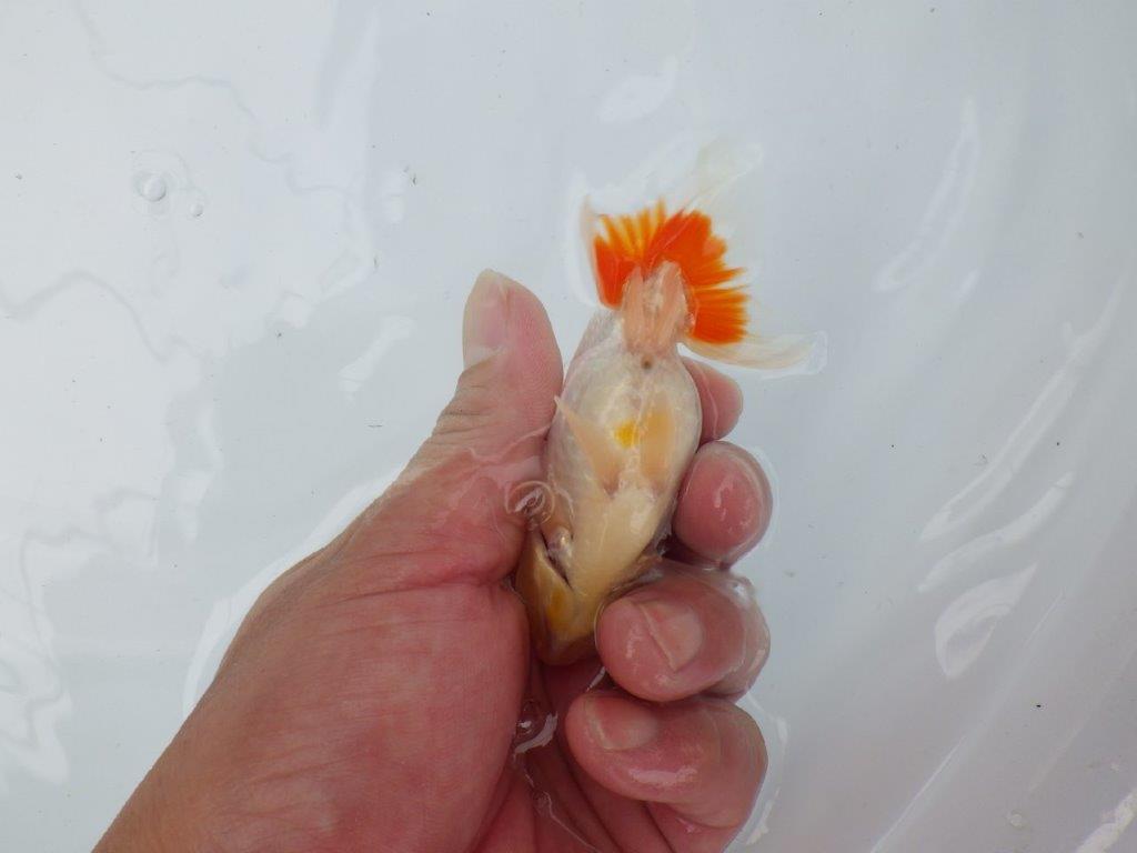 【管理魚大放出！！　当歳らんちゅう 】色艶が良く綺麗な更紗らんちゅう　約10,5cm  オス？