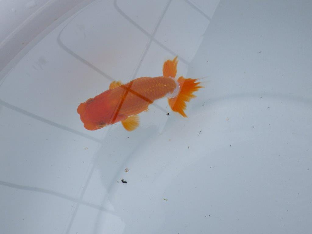 【管理魚大放出！！　当歳らんちゅう 】尾張りが良く種にもお勧め更紗らんちゅう　約11cm  オス？の上身