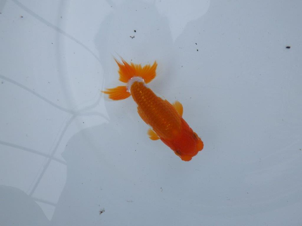 【管理魚大放出！！　当歳らんちゅう 】尾張りが良く種にもお勧め更紗らんちゅう　約11cm  オス？