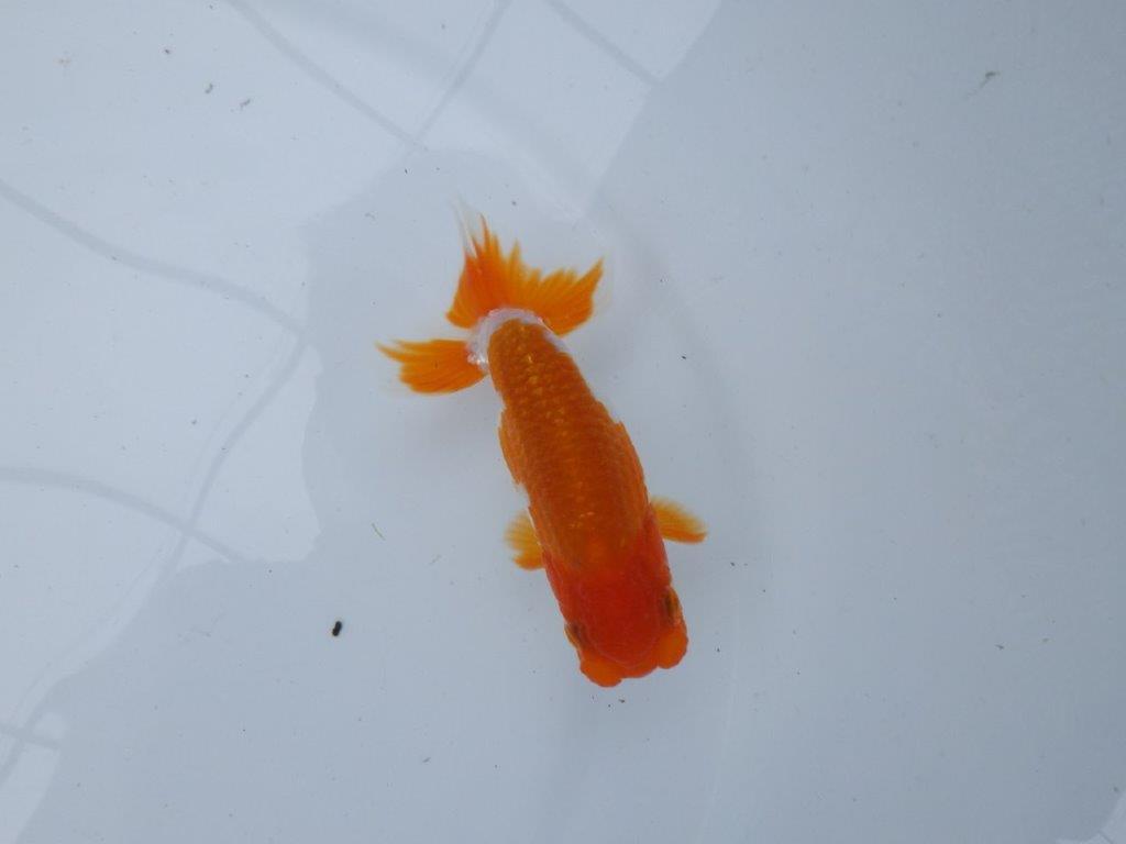 【管理魚大放出！！　当歳らんちゅう 】尾張りが良く種にもお勧め更紗らんちゅう　約11cm  オス？