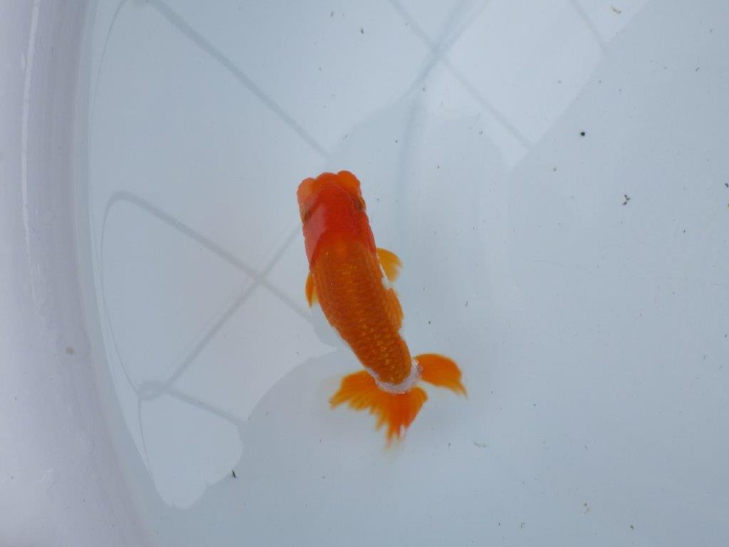 【管理魚大放出！！　当歳らんちゅう 】尾張りが良く種にもお勧め更紗らんちゅう　約11cm  オス？