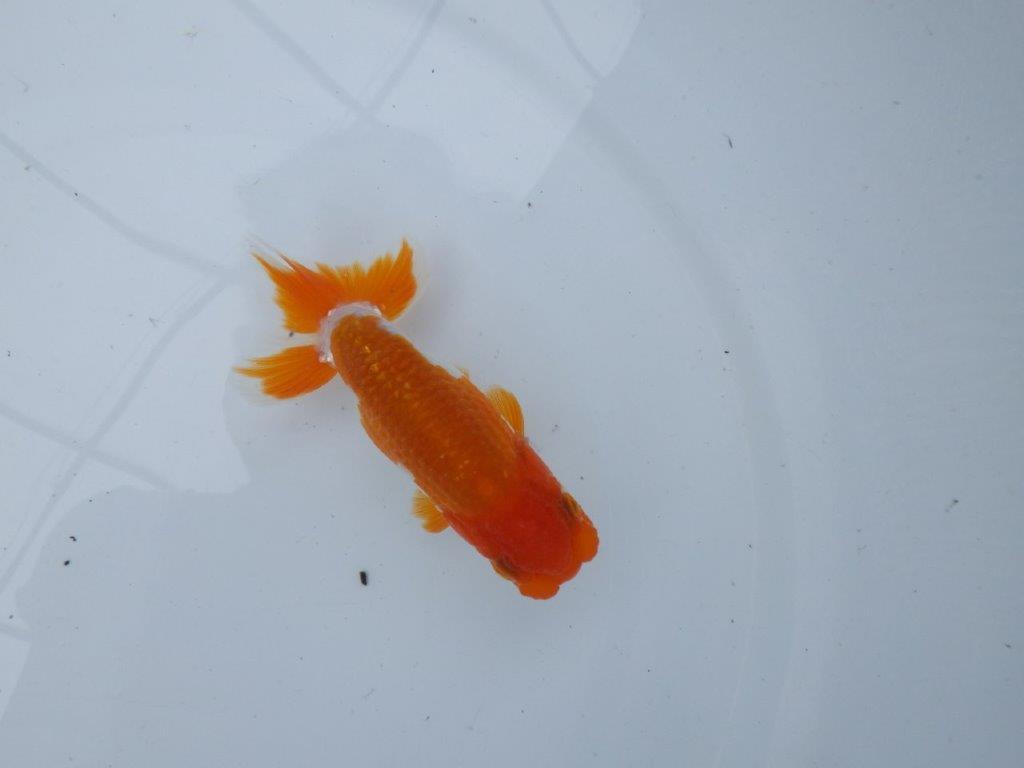 【管理魚大放出！！　当歳らんちゅう 】尾張りが良く種にもお勧め更紗らんちゅう　約11cm  オス？